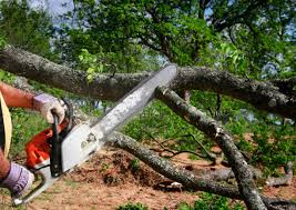 Best Root Management and Removal  in Troy, NY